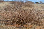 Jatropha pelargonifolia Marsabit 28km SZ GPS178 v 2012 Kenya 2014_0709.jpg